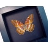 Cethosia biblis Verso Red Lacewing Butterfly Moonlight Display Framed Taxidermy