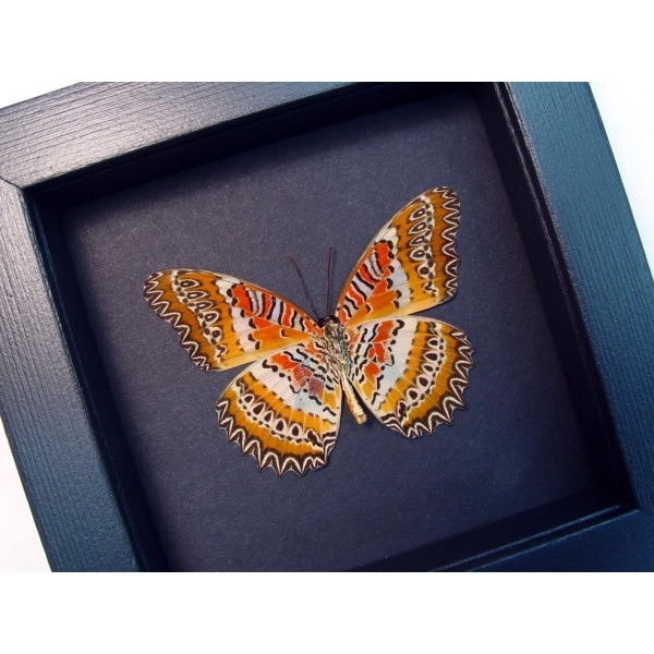 Cethosia biblis Verso Red Lacewing Butterfly Moonlight Display Framed Taxidermy