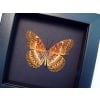 Cethosia biblis Verso Red Lacewing Butterfly Moonlight Display Framed Taxidermy
