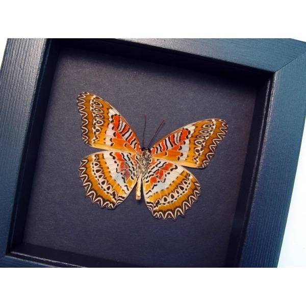 Cethosia biblis Verso Red Lacewing Butterfly Moonlight Display Framed Taxidermy