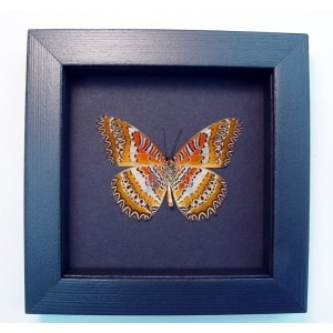 Cethosia biblis Verso Red Lacewing Butterfly Moonlight Display Framed Taxidermy