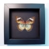 Cethosia cyane verso Leopard Lacewing Butterfly Framed Taxidermy Moonlight Display