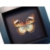 Cethosia cyane verso Leopard Lacewing Butterfly Framed Taxidermy Moonlight Display