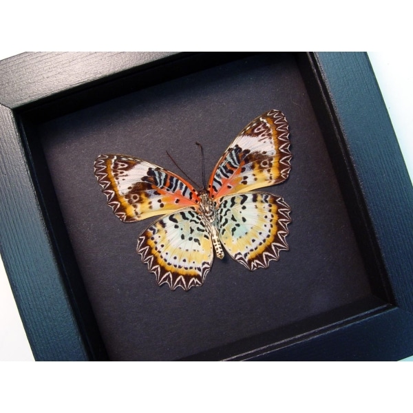 Cethosia cyane verso Leopard Lacewing Butterfly Framed Taxidermy Moonlight Display