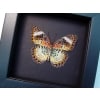 Cethosia cyane verso Leopard Lacewing Butterfly Framed Taxidermy Moonlight Display