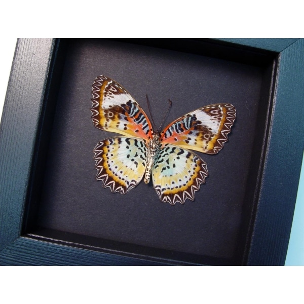 Cethosia cyane verso Leopard Lacewing Butterfly Framed Taxidermy Moonlight Display