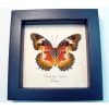 Cethosia hypsea hypsina Verso Malay Lacewing Butterfly Framed Taxidermy Display