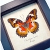 Cethosia hypsea hypsina Verso Malay Lacewing Butterfly Framed Taxidermy Display