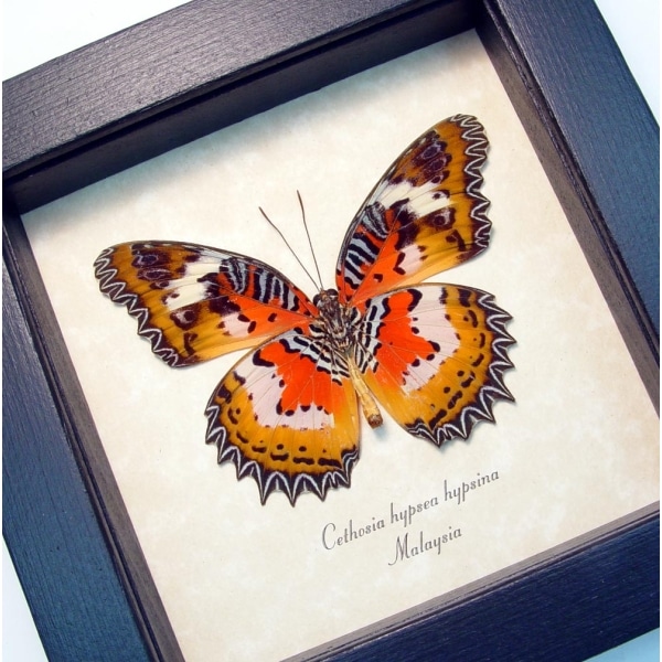 Cethosia hypsea hypsina Verso Malay Lacewing Butterfly Framed Taxidermy Display