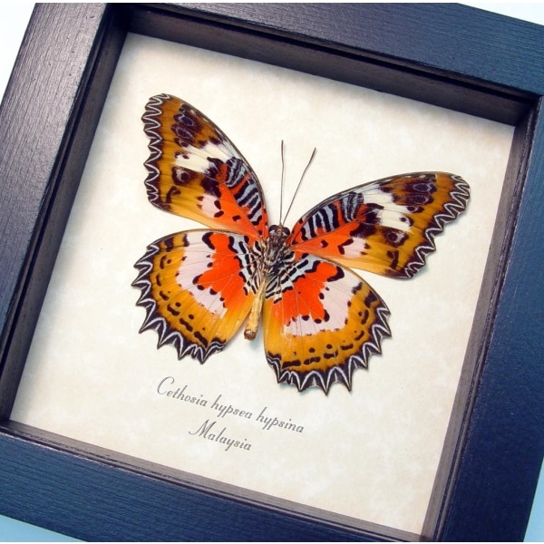 Cethosia hypsea hypsina Verso Malay Lacewing Butterfly Framed Taxidermy Display