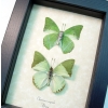 Charaxes eupale Pair Green African Butterflies Framed Butterfly Taxidermy Display