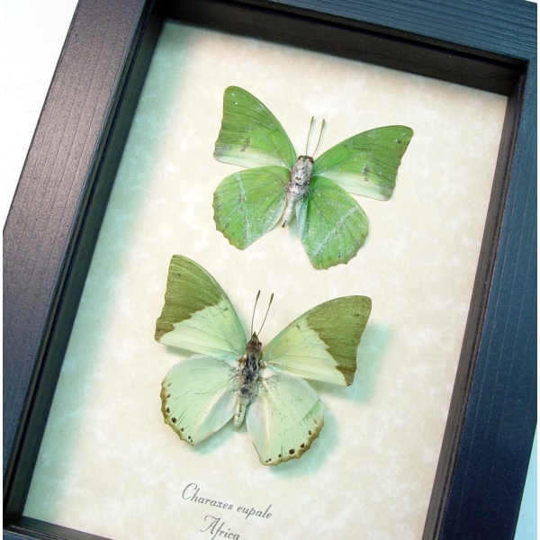 Charaxes eupale Pair Green African Butterflies Framed Butterfly Taxidermy Display