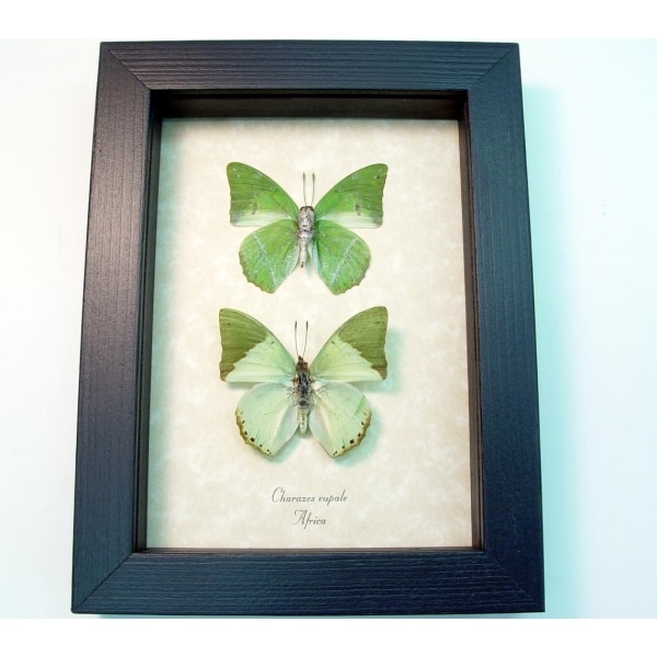 Charaxes eupale Pair Green African Butterflies Framed Butterfly Taxidermy Display
