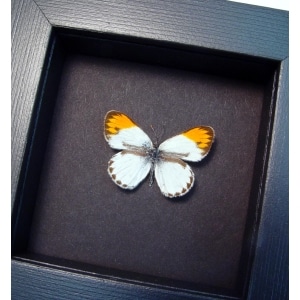 Colotis danae Orange Tip African Butterfly Moonlight Display Framed Taxidermy