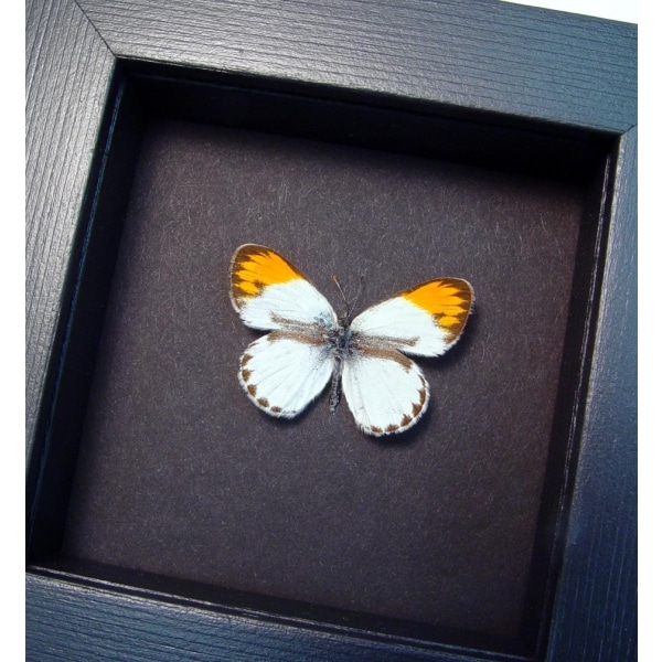 Colotis danae Orange Tip African Butterfly Moonlight Display Framed Taxidermy