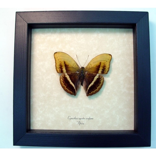 Cymothoe egesta confusa Common Yellow Glider African Butterfly Framed Taxidermy Display