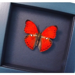 Framed Scalloped Red Glider Cymothoe excelsa Moonlight Display
