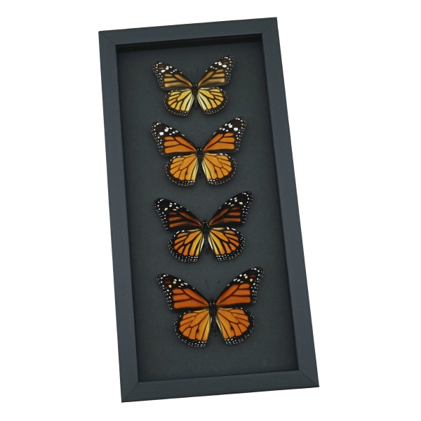 Real Framed Monarch Butterfly Collection Danaus Plexippus Butterflies Taxidermy Moonlight Display