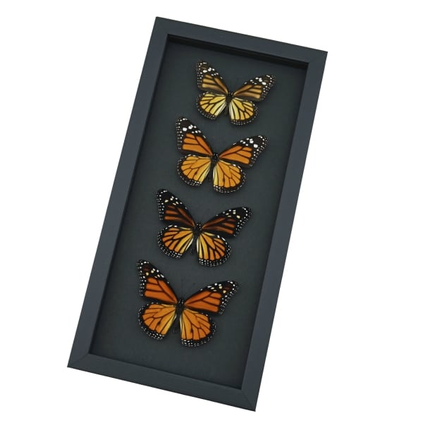 Real Framed Monarch Butterfly Collection Danaus Plexippus Butterflies Taxidermy Moonlight Display