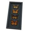 Real Framed Monarch Butterfly Collection Danaus Plexippus Butterflies Taxidermy Moonlight Display