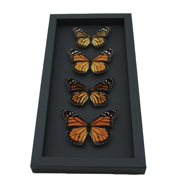 Real Framed Monarch Butterfly Collection Danaus Plexippus Butterflies Taxidermy Moonlight Display