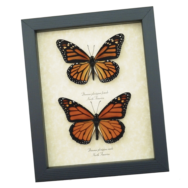 Monarch Butterfly Pair Danaus Plexippus Real Framed Butterflies Taxidermy Display