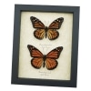 Monarch Butterfly Pair Danaus Plexippus Real Framed Butterflies Taxidermy Display
