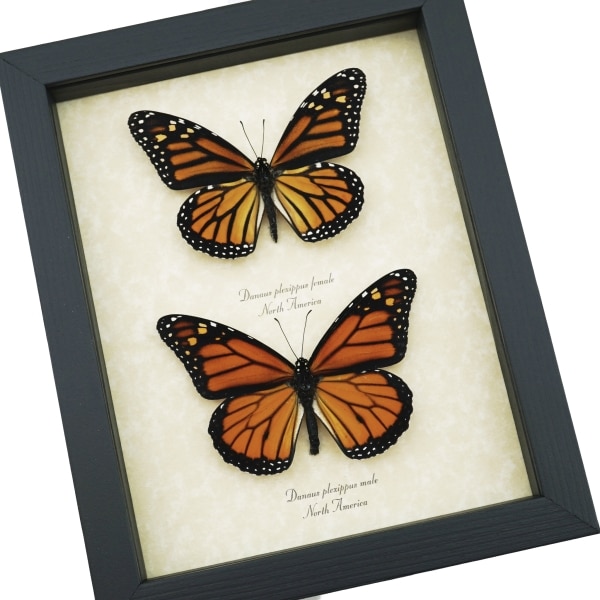 Monarch Butterfly Pair Danaus Plexippus Real Framed Butterflies Taxidermy Display
