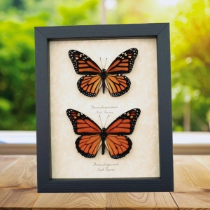 Monarch Butterfly Pair Danaus Plexippus Real Framed Butterflies Taxidermy Display
