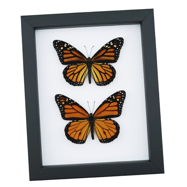Monarch Butterfly Pair Danaus Plexippus Real Framed Butterflies Taxidermy Classic Black Display