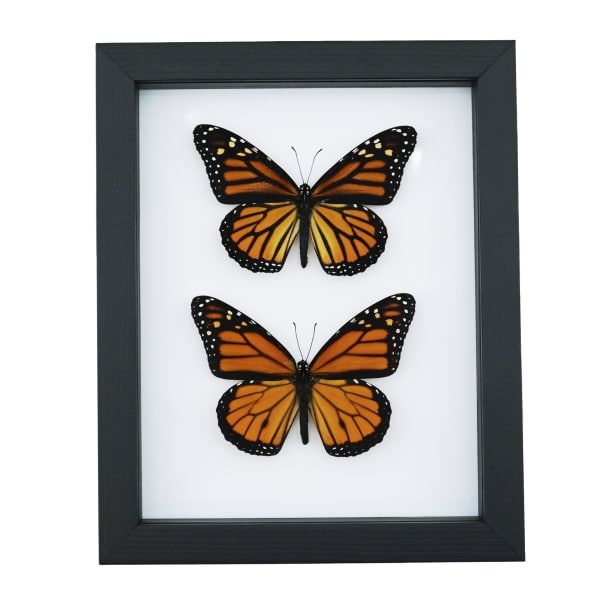 Monarch Butterfly Pair Danaus Plexippus Real Framed Butterflies Taxidermy Classic Black Display