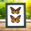 Monarch Butterfly Pair Danaus Plexippus Real Framed Butterflies Taxidermy Classic Black Display