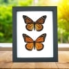 Monarch Butterfly Pair Danaus Plexippus Real Framed Butterflies Taxidermy Classic Black Display