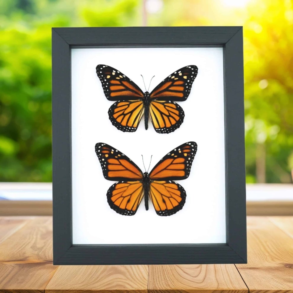 Monarch Butterfly Pair Danaus Plexippus Real Framed Butterflies Taxidermy Classic Black Display Monarch Butterfly Pair Danaus Plexippus Real Framed Butterflies Taxidermy Classic Black Display