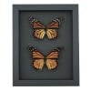 Monarch Butterfly Pair Danaus Plexippus Real Framed Butterflies Taxidermy Moonlight Display