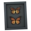 Monarch Butterfly Pair Danaus Plexippus Real Framed Butterflies Taxidermy Moonlight Display