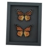 Monarch Butterfly Pair Danaus Plexippus Real Framed Butterflies Taxidermy Moonlight Display