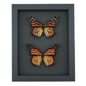 Monarch Butterfly Pair Danaus Plexippus Real Framed Butterflies Taxidermy Moonlight Display