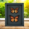 Monarch Butterfly Pair Danaus Plexippus Real Framed Butterflies Taxidermy Moonlight Display