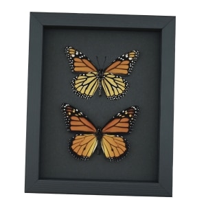 Real Framed Monarch Butterflies Set Danaus Plexippus Moonlight Display