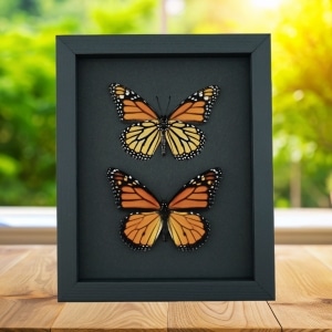 Real Framed Monarch Butterflies Set Danaus Plexippus Moonlight Display