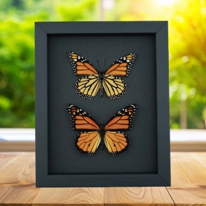 Real Framed Monarch Butterflies Set Danaus Plexippus Moonlight Display