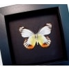 Delias periboea verso Colorful Yellow Orange Butterfly Framed Taxidermy Moonlight Display
