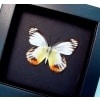 Delias periboea verso Colorful Yellow Orange Butterfly Framed Taxidermy Moonlight Display