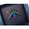 Demochroa detanii Rainbow Jewel Beetle Framed Taxidermy Moonlight Display