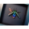 Demochroa detanii Rainbow Jewel Beetle Framed Taxidermy Moonlight Display