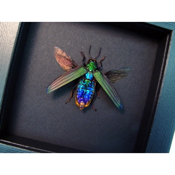 Demochroa detanii Rainbow Jewel Beetle Framed Taxidermy Moonlight Display