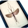 Real Framed Stick Insect Diesbachia tamyris Female Taxidermy Display