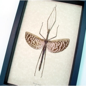 Real Framed Stick Insect Diesbachia tamyris Female Taxidermy Display
