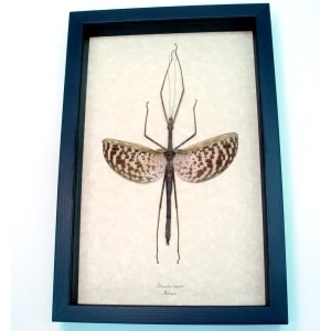Real Framed Stick Insect Diesbachia tamyris Female Taxidermy Display